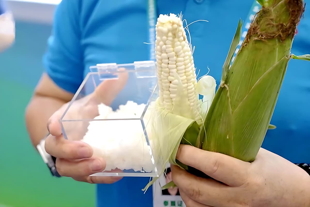 Биоразлагаемый каучук на основе початка LingLong